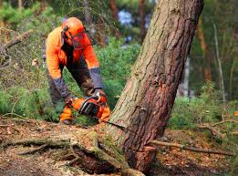 Best Tree Health Inspection  in Durham, OR